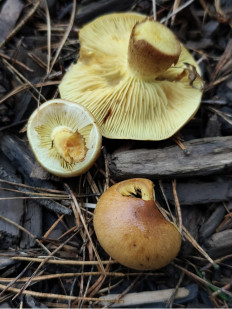 Гриб из Москва