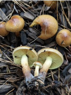 Гриб из Москва