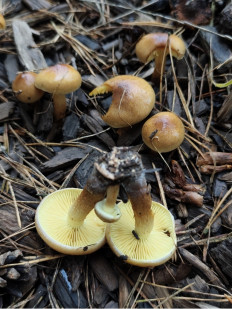 Гриб из Москва