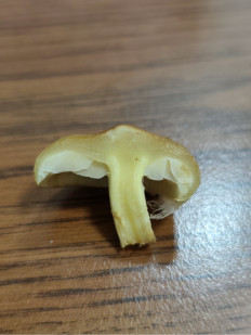 Гриб из Москва