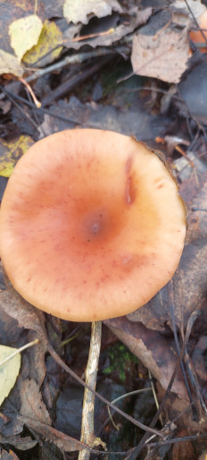 Гриб из Руденск