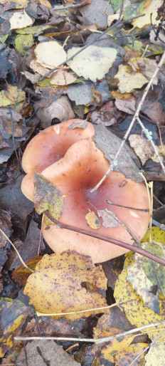 Гриб из Руденск