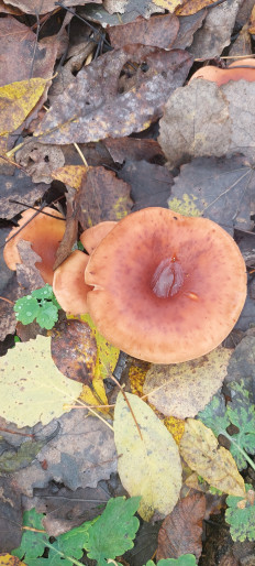 Гриб из Руденск