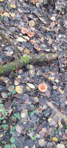 Гриб из Руденск