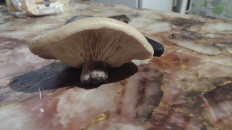 Гриб из Попасная