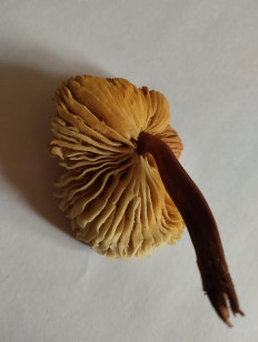 Гриб из Екатеринбург