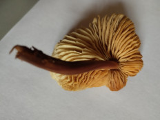 Гриб из Екатеринбург