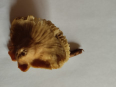 Гриб из Екатеринбург