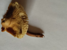 Гриб из Екатеринбург