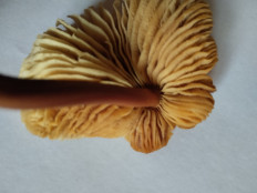 Гриб из Екатеринбург