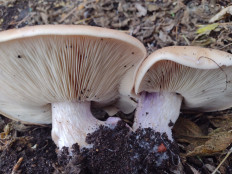 Lepista saeva - Рядовка лиловоногая