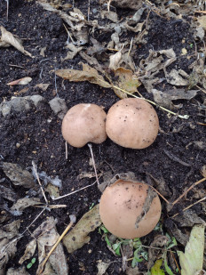 Lepista saeva - Рядовка лиловоногая