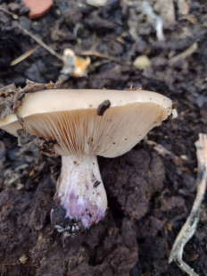 Lepista saeva - Рядовка лиловоногая