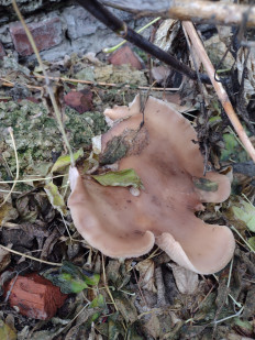 Lepista saeva - Рядовка лиловоногая