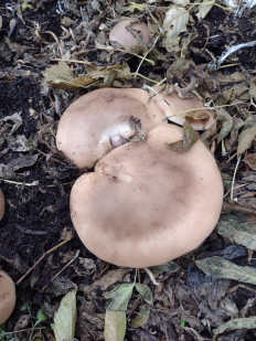 Lepista saeva - Рядовка лиловоногая