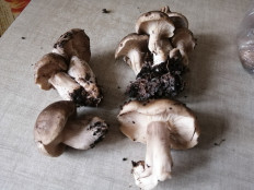 Гриб из Москва