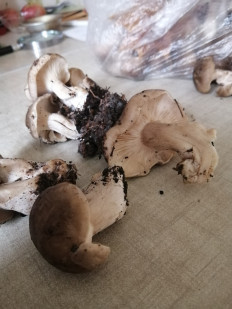 Гриб из Москва