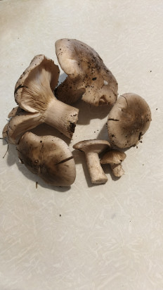 Гриб из пчелиновка