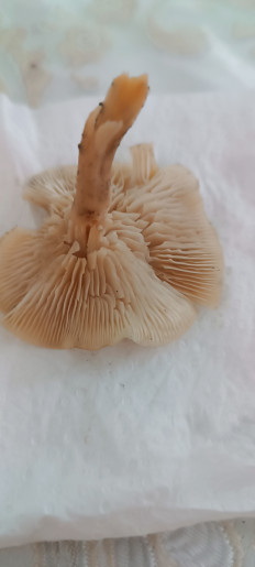 Гриб из Мариуполь