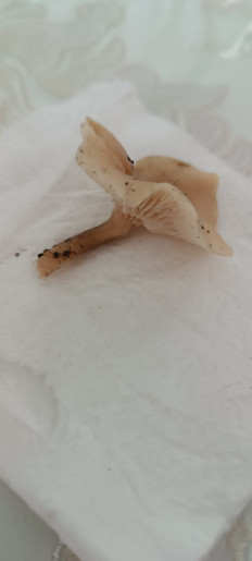 Гриб из Мариуполь