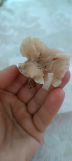 Гриб из Мариуполь