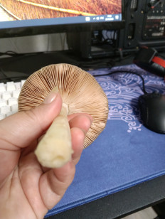 Вольвариелла слизистоголовая