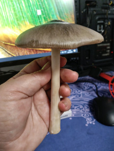 Вольвариелла слизистоголовая