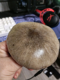 Вольвариелла слизистоголовая