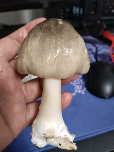 Вольвариелла слизистоголовая