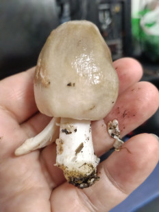 Вольвариелла слизистоголовая