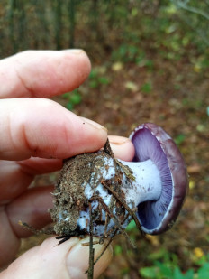 Гриб из Borisov