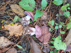 Гриб из Borisov