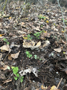 Гриб из Волгоград