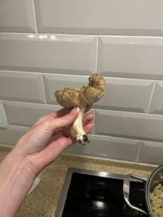 Гриб из Волгоград