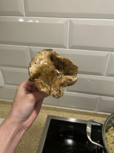 Гриб из Волгоград