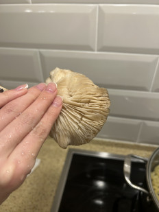 Гриб из Волгоград