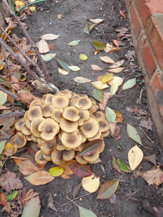 Гриб из Волгоград