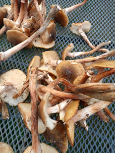 Гриб из Волгоград