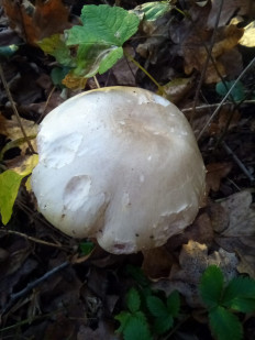 Гриб из Крань