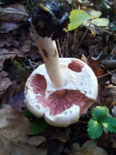 Гриб из Крань