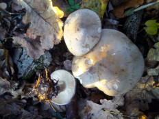 Гриб из Крань