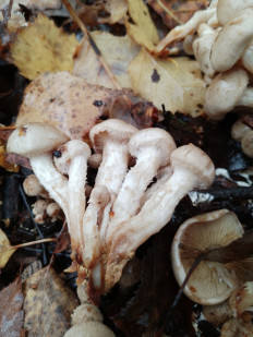 Гриб из Москва