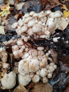 Гриб из Москва