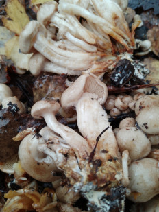 Гриб из Москва