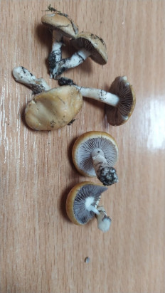 Гриб из г. Флорешть, Молдова