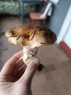 Гриб из Батуми