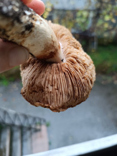 Гриб из Батуми