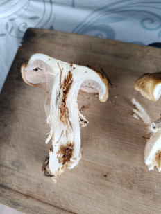 Гриб из Батуми