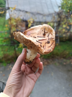 Гриб из Батуми