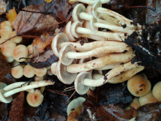 Гриб из Москва